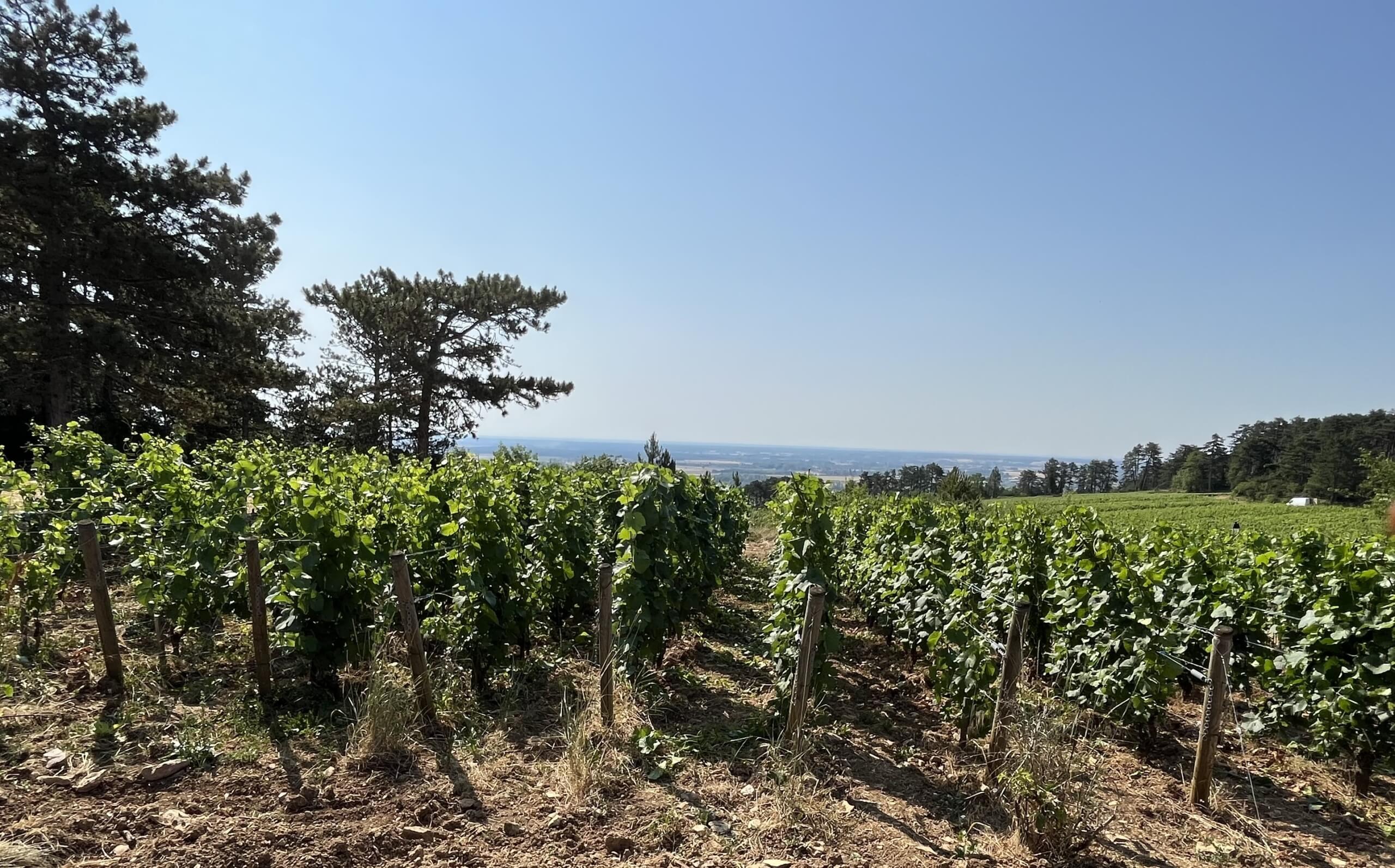 Wijngaarden Bourgondië