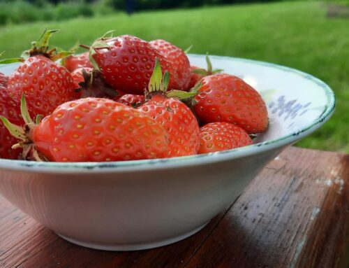 Geen rood fruit met kerst